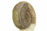 Jurassic Ammonite (Stephanoceras) Fossil - England #351343-1